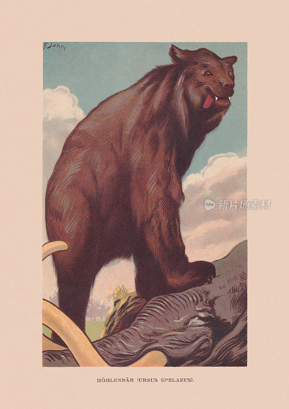 洞穴熊(Ursus spelaeus)，已灭绝，更新世，石刻，出版于1900年